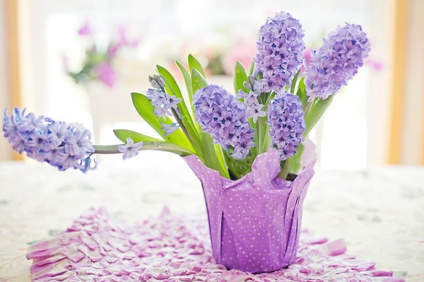 frühlingsblumen im topf hyazinthen lila frisch duftend