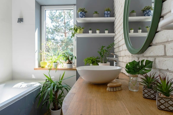 grüne zimmerpflanzen badpflanzen verschiedene badezimmer bedingungen