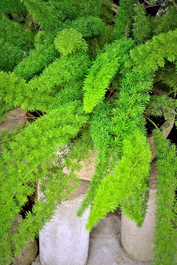 hängende zimmerpflanzen Asparagus densiflorus zierspargel