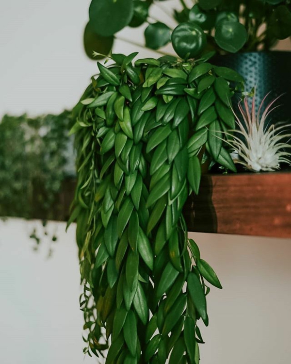 hängende zimmerpflanzen sind tolle highlights Aeschynanthus