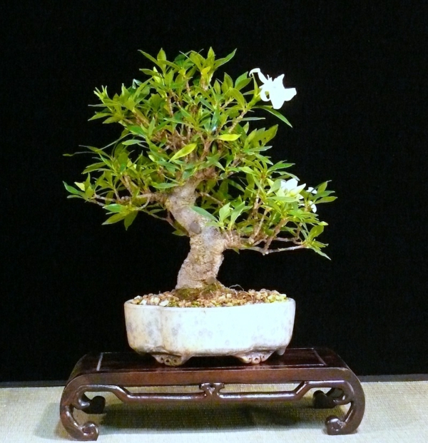 jasmin zimmerpflanze bonsai pflege