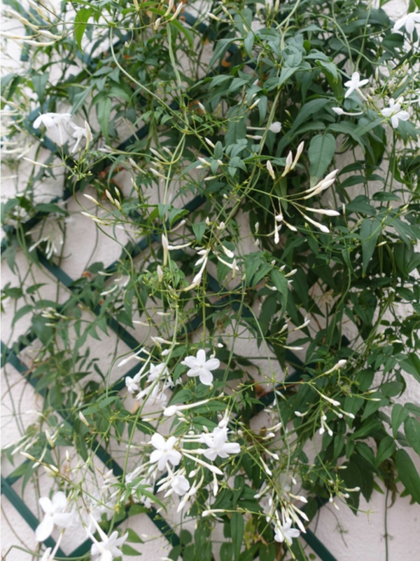 jasmin zimmerpflanze kletternd schöne dekoideen