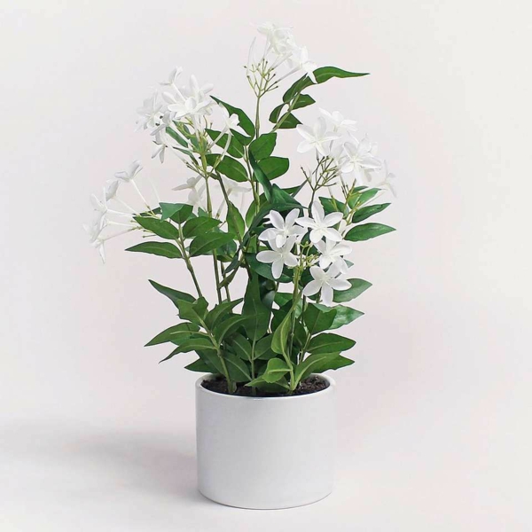 jasmin zimmerpflanze weißer blumentopf schöne deko