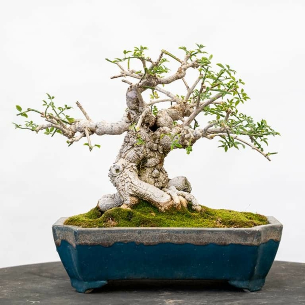 jasmin zimmerpflanze winter jasmin bonsai