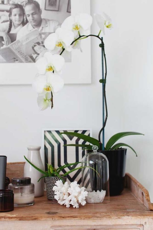 weiße orchidee auf einer abstellfläche aus holz