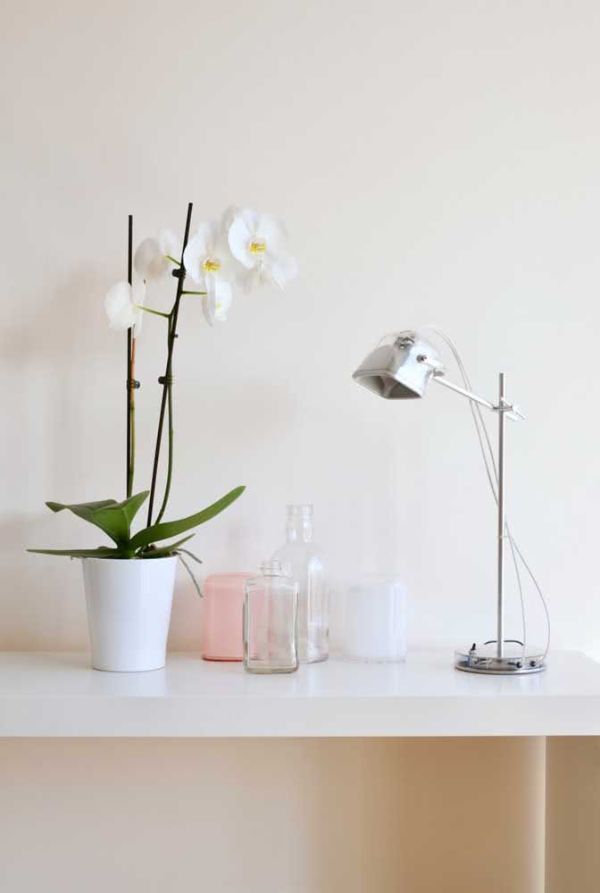 weiße orchidee minimalistisches design
