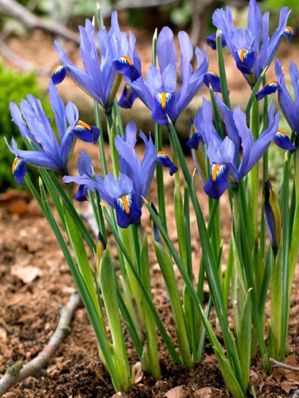 blaue frühlingsblumen Netzblatt-Iris garten gestalten ideen