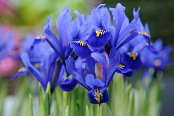 blaue frühlingsblumen Netzblatt-Iris gartenpflanzen ideen