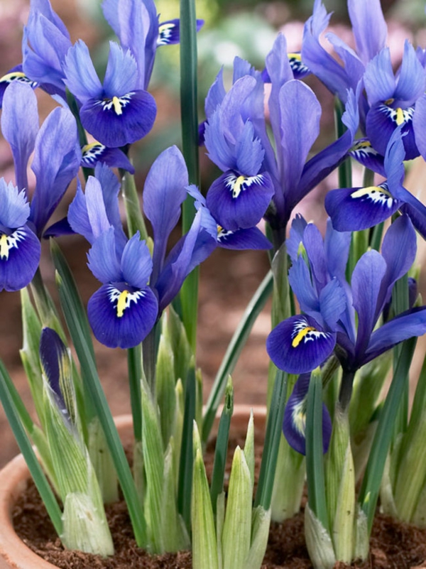 blaue frühlingsblumen Netzblatt-Iris topf gartenideen