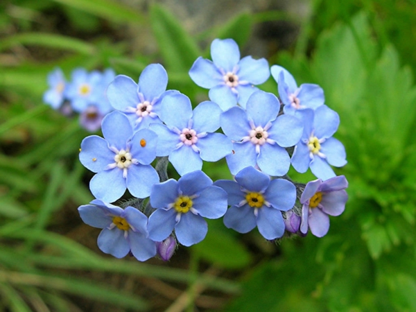 blaue frühlingsblumen blaue vergissmeinnicht blüten