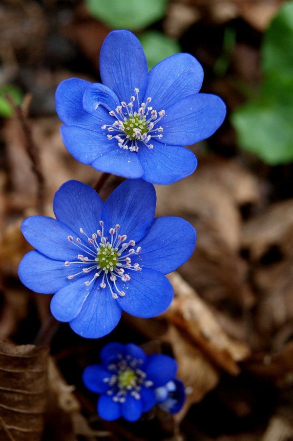 blaue frühlingsblumen entzückende blüten