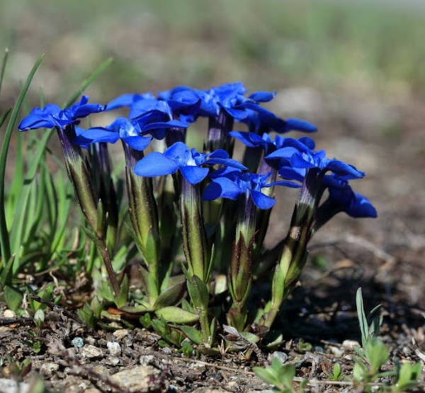 blaue frühlingsblumen enzian wunderschöne blüten