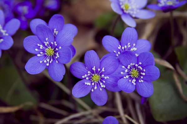 blaue frühlingsblumen gedenkemein zarte blüten
