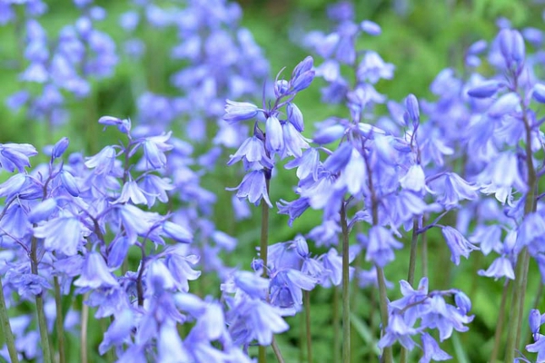 blaue frühlingsblumen hasenglöckchen Hyacinthoides