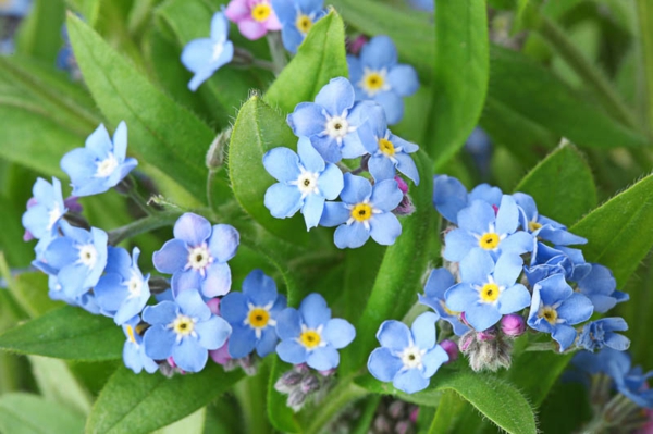 blaue frühlingsblumen vergissmeinnicht richtig pflegen