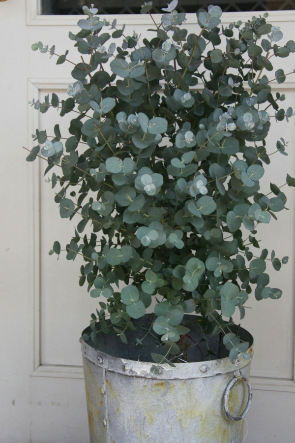 eukalyptus zimmerpflanze kreative dekoideen ausgefallenepflanzengefäße