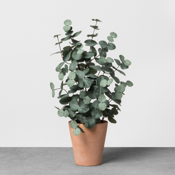 eukalyptus zimmerpflanze richtig pflegen tipps