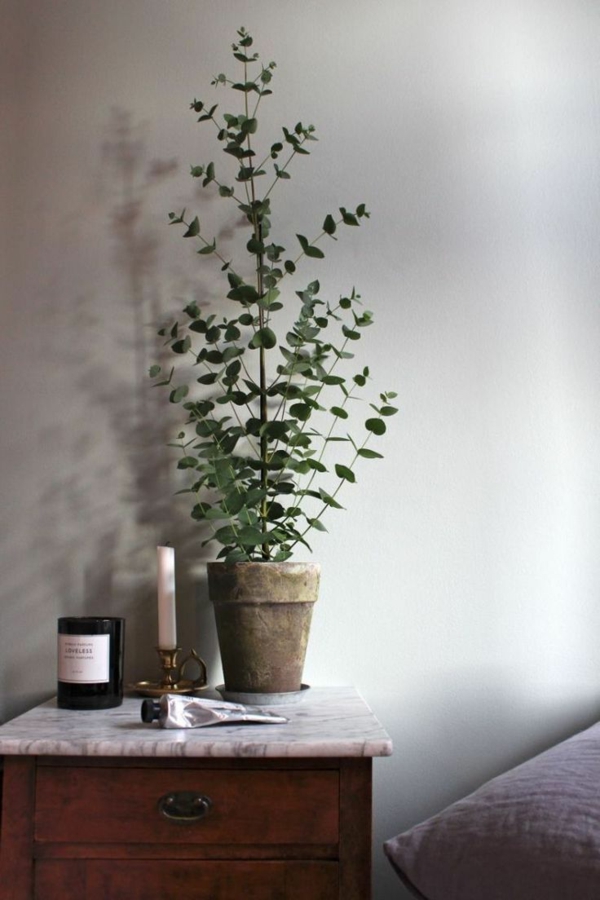 eukalyptus zimmerpflanze schlafzimmer dekorieren ideen