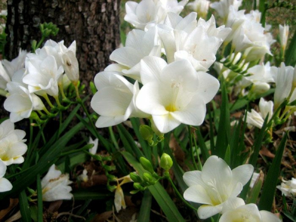 freesien weiße blüten schöne gartenideen frühling