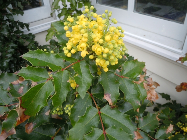 gelbe frühlingsblumen gewöhnliche mahonie gartenpflanzen