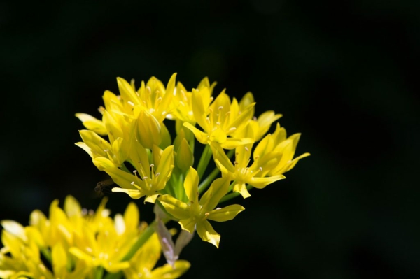 gelbe frühlingsblumen goldlauch wissenswertes