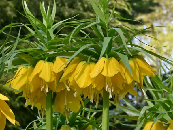 gelbe frühlingsblumen kaisekrone ausgefallene pflanze