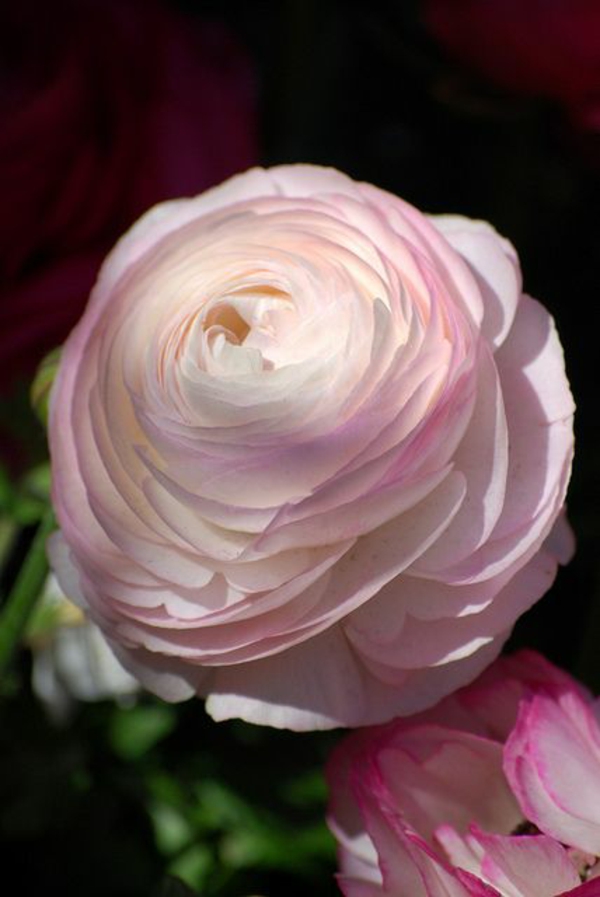 ranunkel ausgefallene blüte sanftes rosa