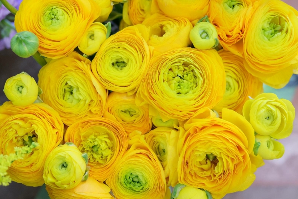 ranunkel gelb frische frühlingsblumen