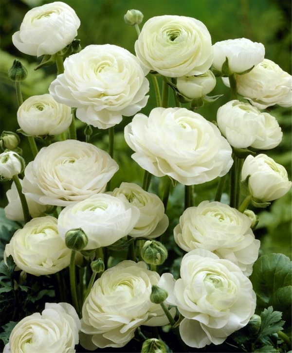 ranunkel weiße blütenfarbe schöne gartenpflanzen