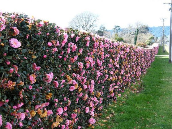 Blühende Hecke - wunderschöne Rosen