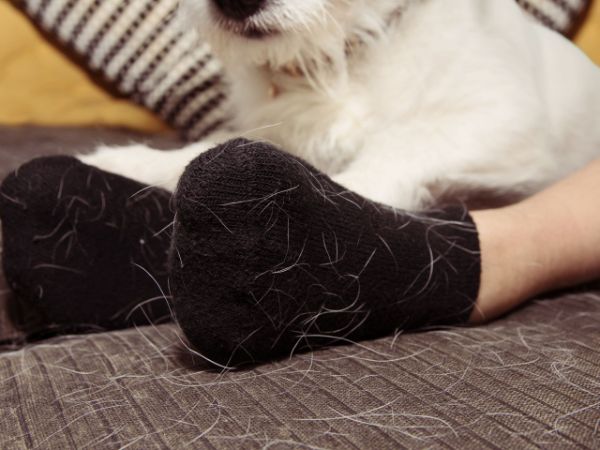 Tierhaare entfernen - tolle Socken auf dem Teppich