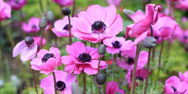 anemone blume romantisches rosa frische stimmung
