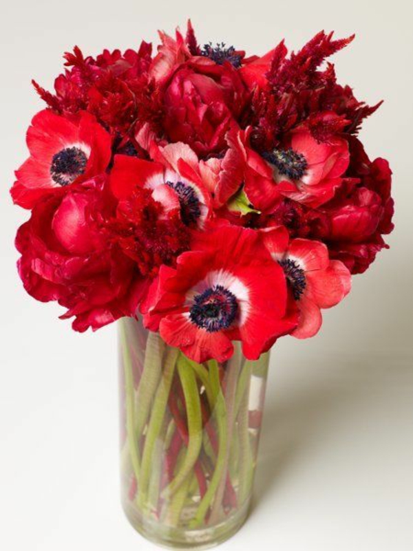 anemone blume rote anemonen wohnung dekorieren