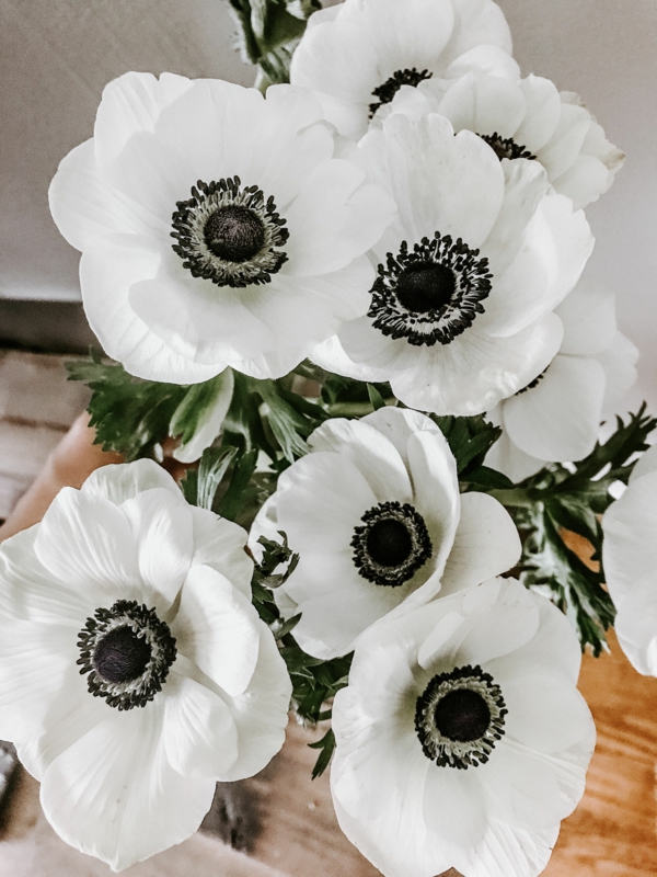 anemone blume weiß schwarz farbkontrast