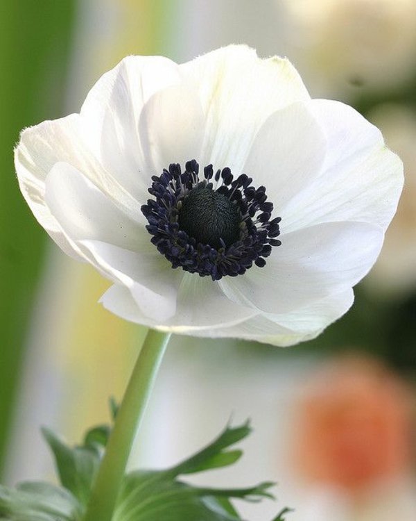 anemone blume weiße blüte schöne frühlingsblume