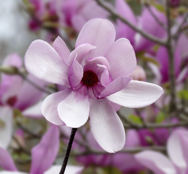 so toll sieht es aus tulpen-magnolie