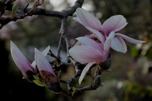 tolle baumidee tulpen-magnolie