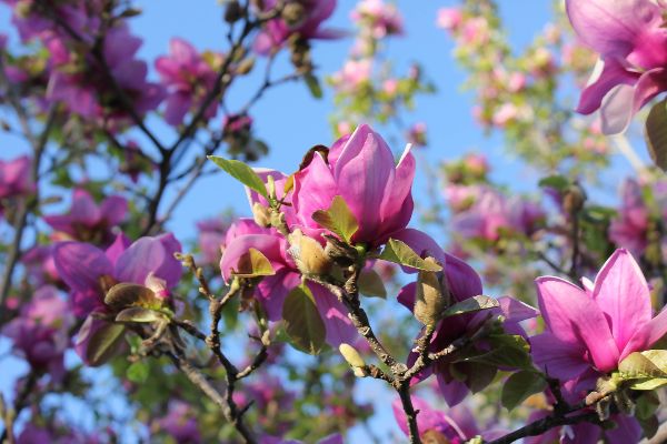 tulpen-magnolie Garten Ideen