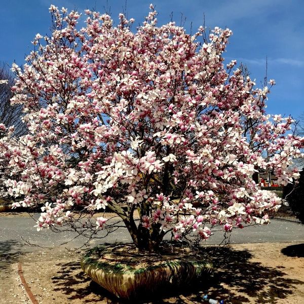 tulpen-magnolie - ein riesiger baum