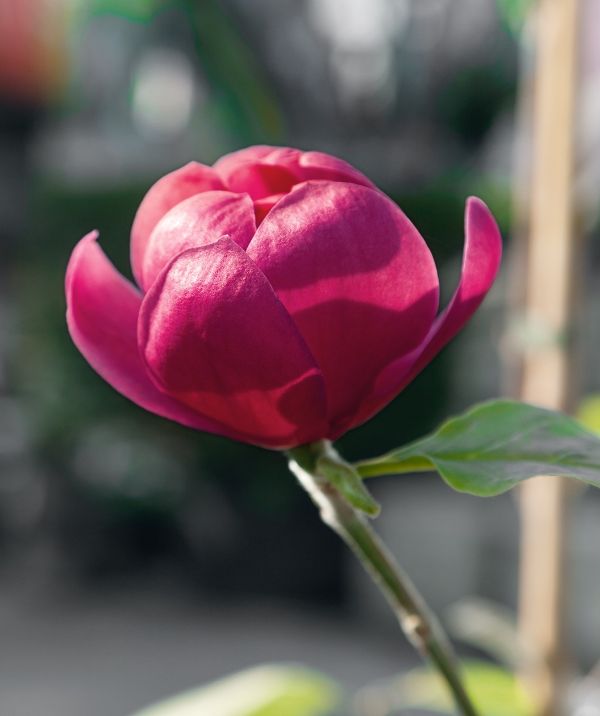 tulpen-magnolie - eine wunderschöne blüte