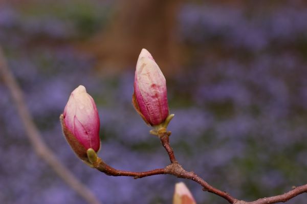 tulpen-magnolie knospen