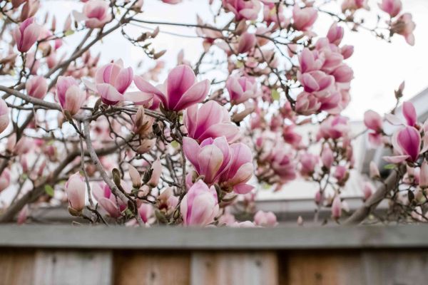 tulpen-magnolie moderne Gartengestaltung