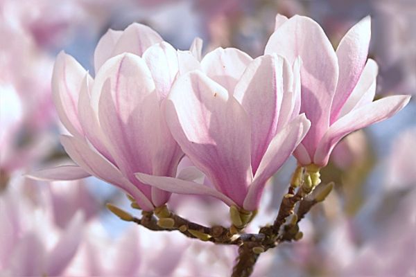 tulpen-magnolie -pflanzen als deko