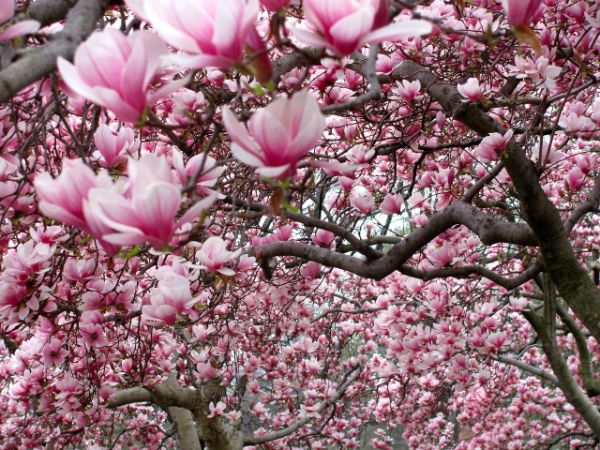 tulpen-magnolie tolle Blüten Ideen