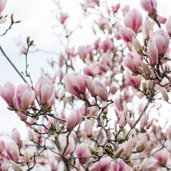 tulpen-magnolie - tolle Pflanzen
