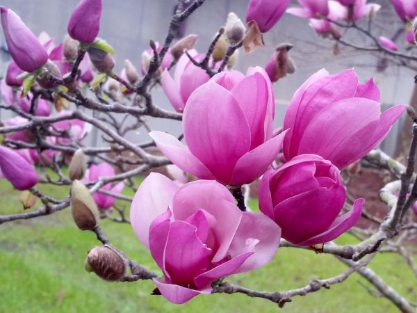 tulpen-magnolie - wunderbare Idee