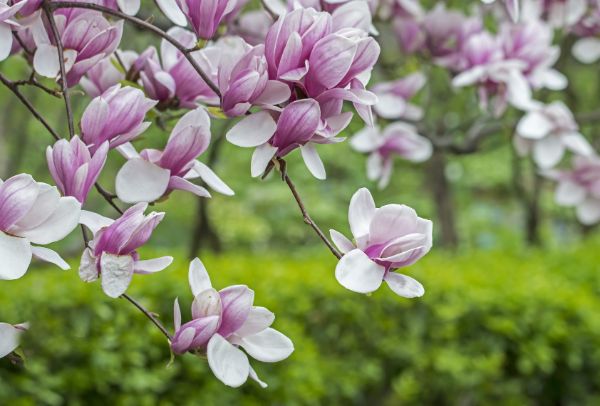 tulpen-magnolie - wunderschöne Bluten
