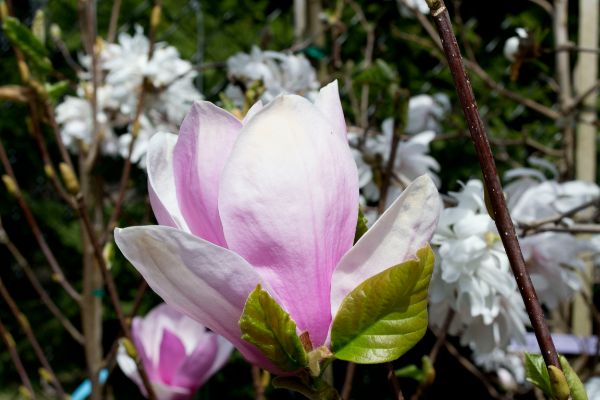 weiße Farbe tulpen-magnolie