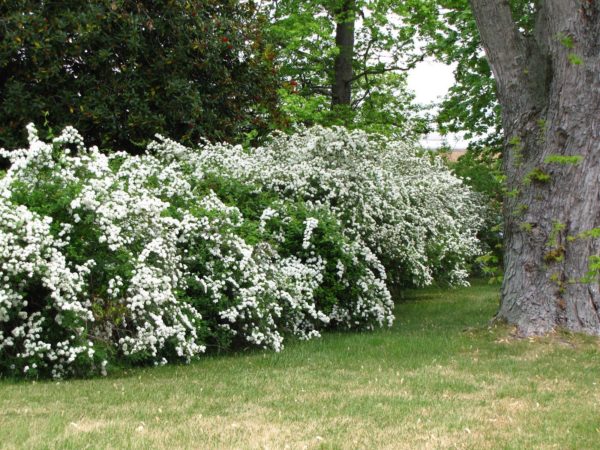 weiße Pracht im Wald Blühende Hecke