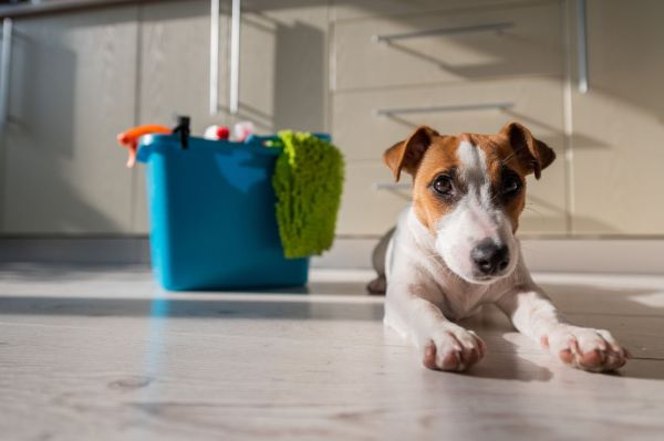 Boden reinigen Hundegrruch entfernen